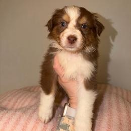 Daisy - Red tri-color female Australian Shepherd puppy in Anniston, Alabama from All Hale Aussies