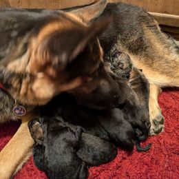 Tali - German Shepherd