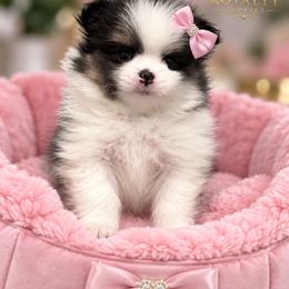 Trixie - Tri-colored female Pomeranian puppy in New Oxford, Pennsylvania from JT Royalty Puppies PA