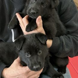 Mr. Purple - Black German Shepherd puppy in Hamilton, Montana from Von Cluskey German Shepherds