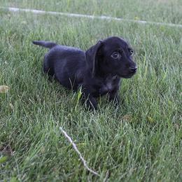 Boy 1 - Black male Dachshund puppy in Craig, Colorado from Rocky Mountain Shih Tzus and Dry Creek Miniature Dachshunds