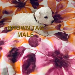 Brown Tag - White male Bichon Frise puppy in Shoreline Park, Mississippi from Laurent’s Bichon Frise Puppies