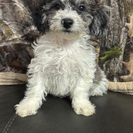 Lawson - Parti male Maltipoo puppy in Berea, Kentucky from Blair’s Furry Friends