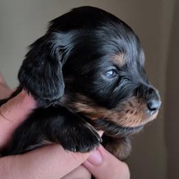 Lucy - Black and tan female Dachshund puppy in Danbury, New Hampshire from Maplewood Mountain Farm