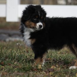 Australian Shepherd Puppies from Flying L Aussies