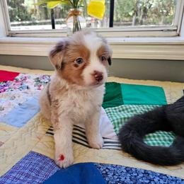 Red - Red merle female Miniature Australian Shepherd puppy in Dunnellon, Florida from Ever After Mini Aussies
