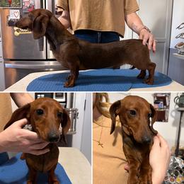 Ethan - Red male Dachshund puppy in Fond Du Lac, Wisconsin from Clucking Homestead Springers & Dachshunds