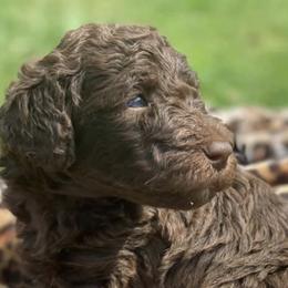 Assorted Doodle Crosses and Labrador Retrievers from Lightning Ridge Labs and Doodles