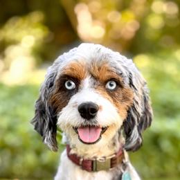 Navie - Cavapoo