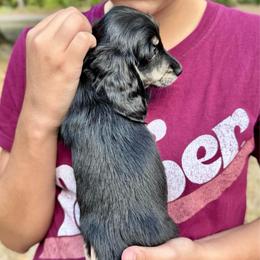 Rose AKC HEALTH GUARANTEE - Brindle female Dachshund puppy in El Dorado, Arkansas from LovelylilDoxies