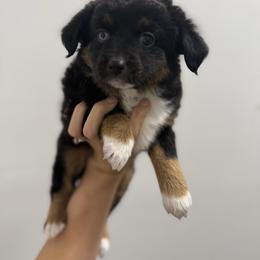 Ivan - Black tri male Toy Australian Shepherd puppy in Mount Airy, Georgia from North Georgia Gems