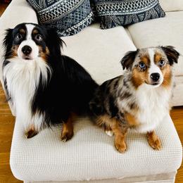 Toy Australian Shepherd puppies from Corner Oak Aussies