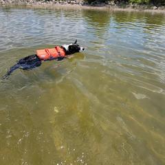 Australian Koolie All Grown Up from Tenacious Dogs