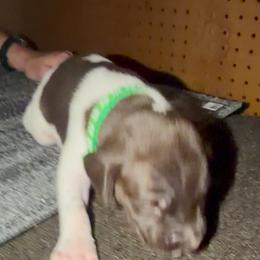 Boy two - Liver and white male German Shorthaired Pointer puppy in Kathleen, Florida from Alex Yates GSP's