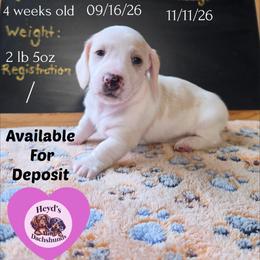 Magi Lune - Piebald female Dachshund puppy in Hoquiam, Washington from Heyd's Mini Dachshunds