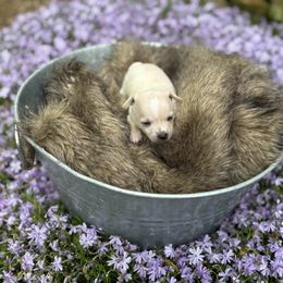 Male 2 - Fawn Chihuahua puppy in New Enterprise, Pennsylvania from Kayla's Chihuahuas
