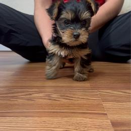 Girl 1 - Black and tan female Yorkshire Terrier puppy in Brackenridge, Pennsylvania from Russell Puppies