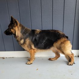 Leyna  - German Shepherd