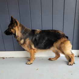 Leyna  - German Shepherd