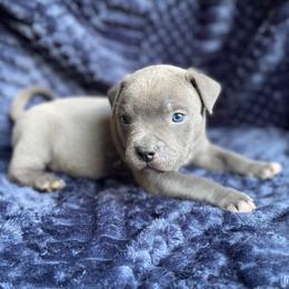 Torque-XL Bully - Blue male American Bully puppy in Purdy, Missouri from Shotgun Pups