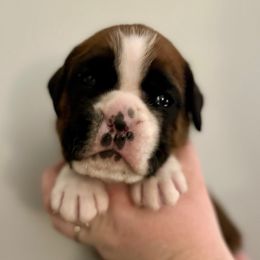Blue Collar Male - Fawn male Boxer puppy in Watervliet, New York from Shamrock's Boxers