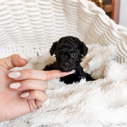 Bitsy - Silver female Poodle puppy in Chapel Hill, North Carolina from Cyndi’s Poodles