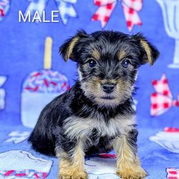 Boy 2 - Black and tan male Yorkshire Terrier puppy in Bay County, Florida from Love My Yorkie Babies