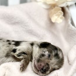 Blossom - Dapple Dachshund puppy in Goodyear, Arizona from D&C Royal Dachshunds