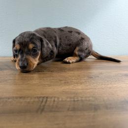 Matcha (Wyndham) - Dapple male Dachshund puppy in Live Oak, Florida from Johnson’s Weiner Farm