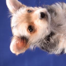 Biewer Terrier and Yorkshire Terrier Puppies from King's Kennel