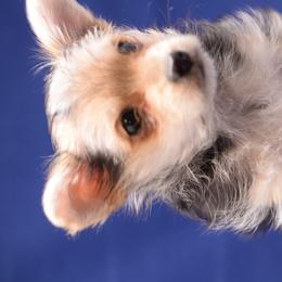 Biewer Terrier and Yorkshire Terrier Puppies from King's Kennel