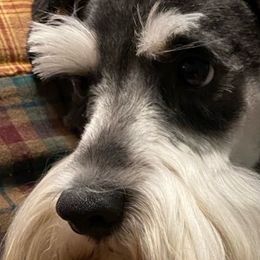 Schatzi - Miniature Schnauzer