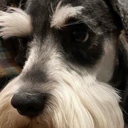 Schatzi - Miniature Schnauzer