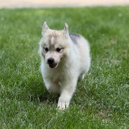 Zeus - Gray and white male Siberian Husky puppy in Amery, Wisconsin from Sovereign Siberians