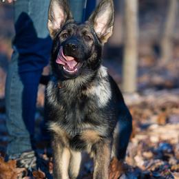 German Shepherd Puppies from Zwinger Vom Rabenauge
