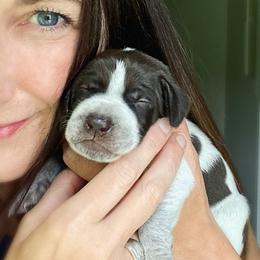 German Shorthaired Pointer Puppies from Thunder Mountain Gun Dogs