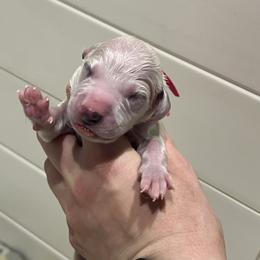 Pink - White and black female Dalmatian puppy in Austin, Texas from Dazzling Dalz