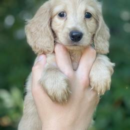 Cream - Cream male Dachshund puppy in Hudson, North Carolina from Foothills Precious Paws