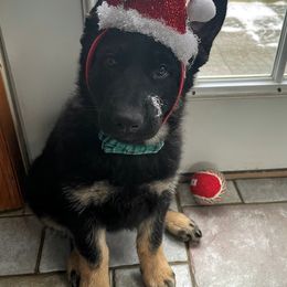 German Shepherd Puppies from Littlewood Shepherds