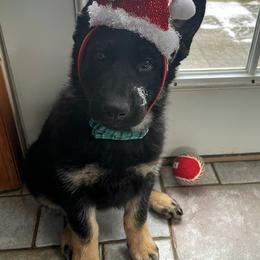 German Shepherd Puppies from Littlewood Shepherds
