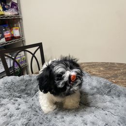 Shih Tzu Puppies from TACG