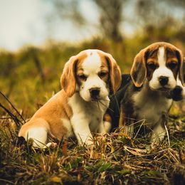Beagle and Pug Puppies from Folklore Kennel