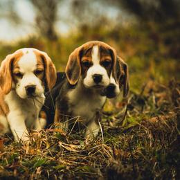 Beagle and Pug Puppies from Folklore Kennel