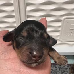 Jasper - Black and tan male Dachshund puppy in Miami, Florida from Maitime Dachshund