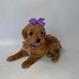 Peep (purple) - Red  female Goldendoodle puppy in Hot Springs, Arkansas from Hot Springs Kennels