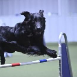 Jackson - Flat-Coated Retriever