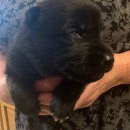 Black Female - Black female German Shepherd puppy in Effingham County, Illinois from Delaney Working Dogs