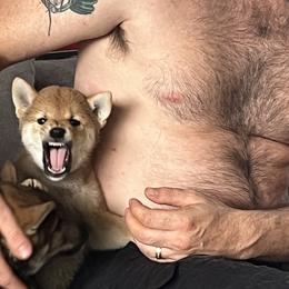 Shiba Inu Puppies from Animal Farm Shiba Inus & Mameshibas