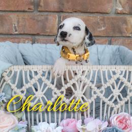 Charlotte - White and black female Dalmatian puppy in Mount Vernon, Missouri from Spots & Spirals