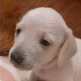 Thelma-Limited - Cream female Dachshund puppy in Frankfort, Kentucky from Gigi's Dachshunds